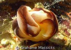 Nudies getting down........ by Grahame Massicks 